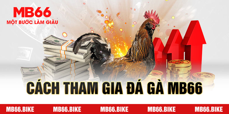 Các hình thức đặt cược đá gà MB66