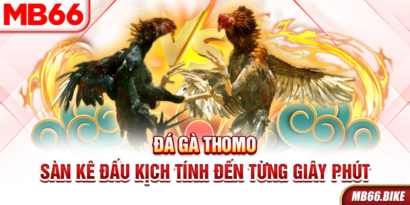 Đá gà Thomo MB66 kịch tính đến từng giây