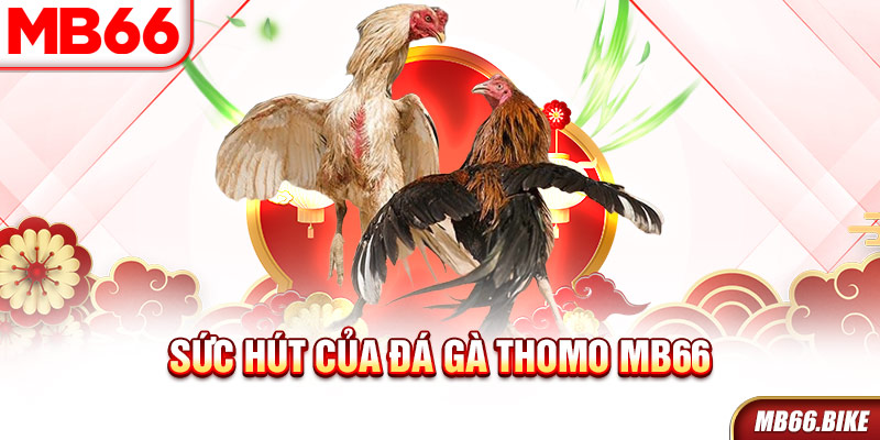 Sức hút của đá gà Thomo MB66 thu hút kê thủ