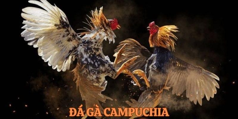 Đá gà campuchia và những loại hình phổ biến