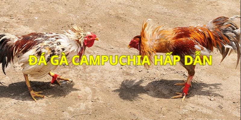 Tổng quan đá gà Campuchia đầy hấp dẫn 